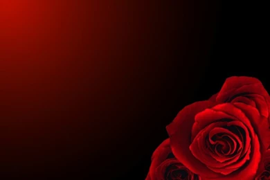 I'm Bored And This Amused Me