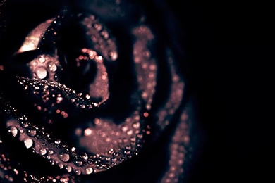 Dark Rose Widescreen Wallpapers