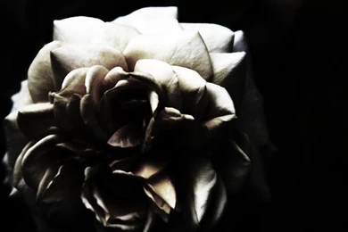 Dark Rose Wallpapers By NatHobson On DeviantArt