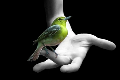 Its My Job   Facebook Wallpapers (9350918)   Fanpop