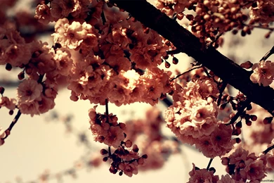 Beautiful Blossom Nature Wallpapers   HD Wallpapers