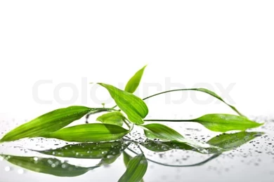 Spa Backgrounds With Bamboo And Water