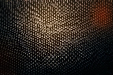 Snake Skin, Photography, 1920x1080 HD Wallpapers And FREE Stock Photo