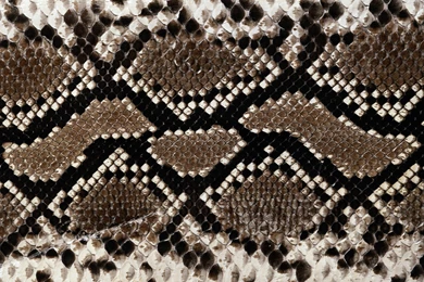 HD Wallpapers Of Snakes   Like Pythons   Vipers   Boas   King Cobras