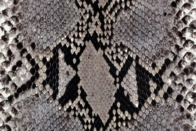 Six Fabulous iPhone Wallpapers You Can Grab