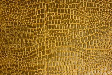 Snake Sking Widescreen Wallpapers