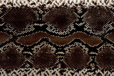 Snake Skin Wallpapers And Stock Images   1680x1050 Resolution