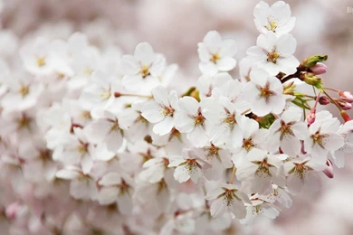 10 Spring Flowers HD Wallpapers