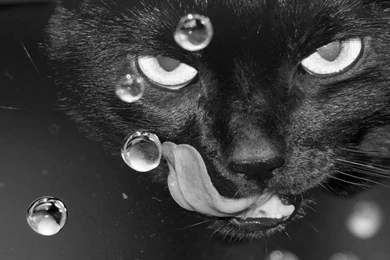 Best Wallpapers Collection: Best Black And White Wallpapers