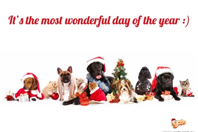 2013 xmas 3 1600x1200.jpg