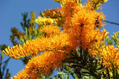 Australian Christmas Pictures   Desktop Backgrounds