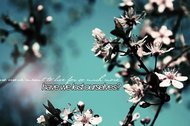 NarniaWeb Community Forums • View Topic   Non Narnian Graphics