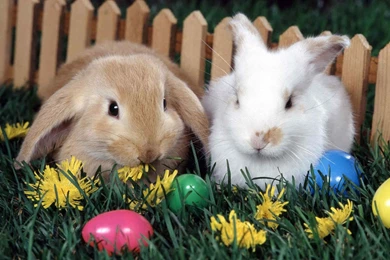 Easter Bunnies Wallpapers ~ Toptenpack.com