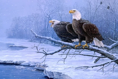 Handsome Birds Desktop Backgrounds For Windows 7