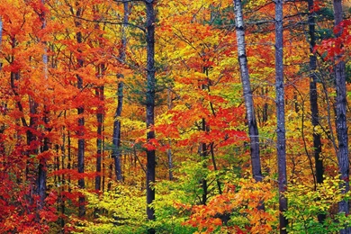 Wallpapers Fair: Free Download Autumn Forest Desktop Backgrounds ...