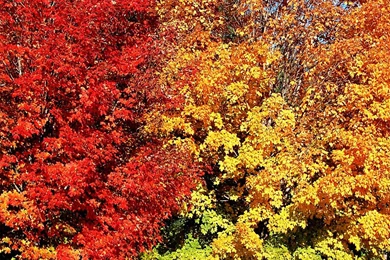 Fall Wallpapers   Crazy Frankenstein