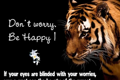 Cats: Truer Words Spoken Beautiful Comment Gorgeous Tiger Don Free ...