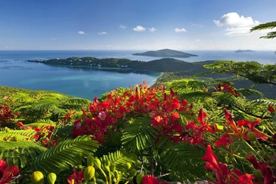 Caribbean Islands   (