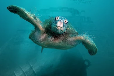 The Parrot By Termapix On DeviantArt