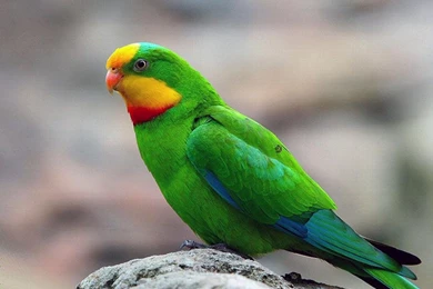 Free Wallpapers Superb Parrot