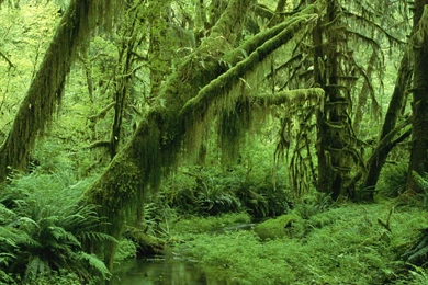 SUPERB FOREST WALLPAPER   (