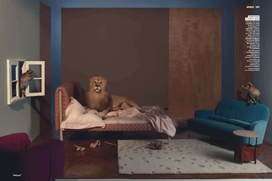 Animal Collective — ERIN WILLIAMSON