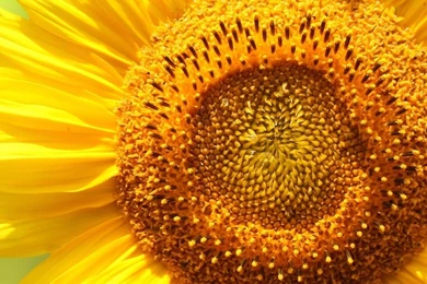 Most Viewed Free Iphone Wallpapers