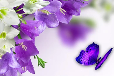 Cool Purple Butterfly Wallpapers   The Cool Art