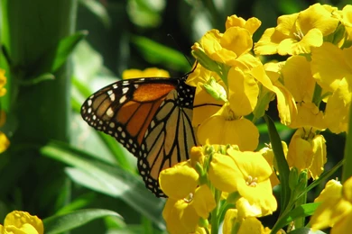 Flowers With Butterfly Wallpapers Hd   1345647