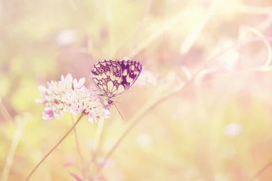 Ultra HD 4K Butterfly Wallpapers HD, Desktop Backgrounds 3840x2400 ...