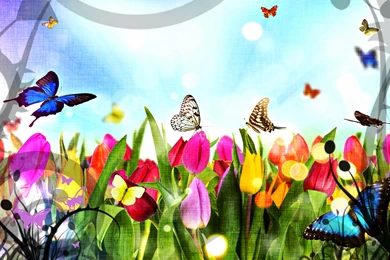 Beautiful Butterflies In The Flower Garden   HD Wallpapers