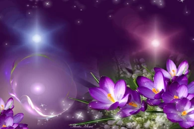 Beautiful Purple   (