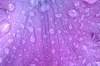 Purple Flower Backgrounds   Bing Images