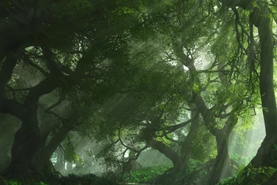 Forest hd wallpaper free 3D.jpg