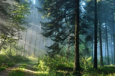 Download 3D Green Forest For Android, 3D Green Forest 1.0 Download