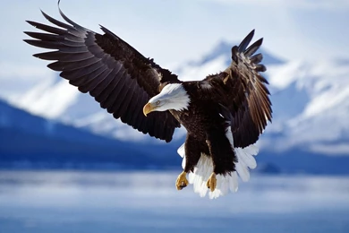 Desktop bald eagles facts and pics.jpg