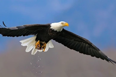 American Eagle Wallpapers DownloadWallpapers Of Insect And Animals ...