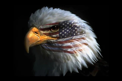 American Eagle Day Wallpapers HD Download