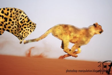 Adobe Photoshop Learning: How To Undress Cheetah Skin???