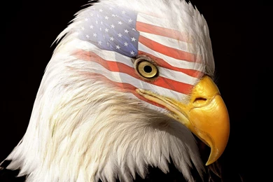 American Eagle Pictures With Flag