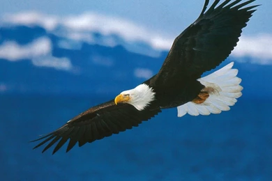 High Definition Eagle Wallpapers For Free Download
