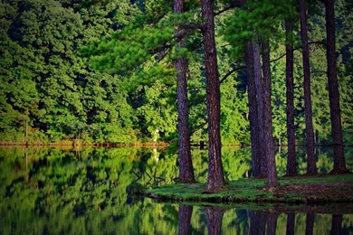 Forest wallpaper.jpg