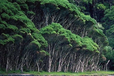 Nature Forest Wallpapers   HD Wallpapers And Pictures