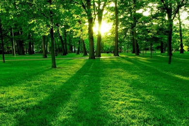 3D Real Depth Forest   Android Apps & Games On Brothersoft.com