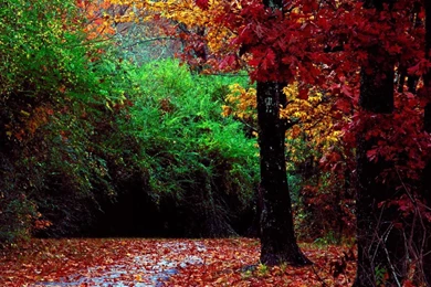 3D Nature Wallpapers Desktop Wallpapers   3367