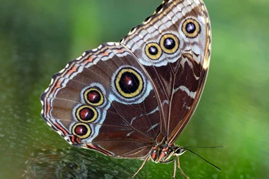 Desktop Wallpapers · Gallery · Animals · Butterfly Hq Wallpapers ...