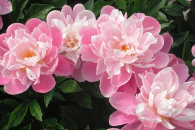 Pink and white cute best flowers wallpapers By VDelta ...