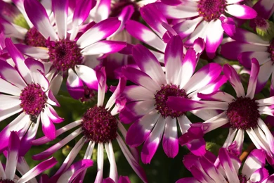 Beautiful Purple Flowers 1440x2560.jpg