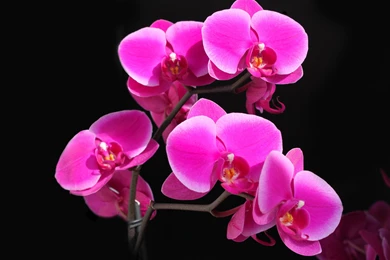 Flowers Archives   Page 18 Of 19   HD Wallpapers Source