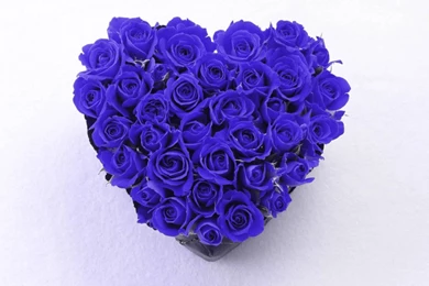 Red Rose, Pink Rose, Yellow Rose, Blue Rose And White Rose